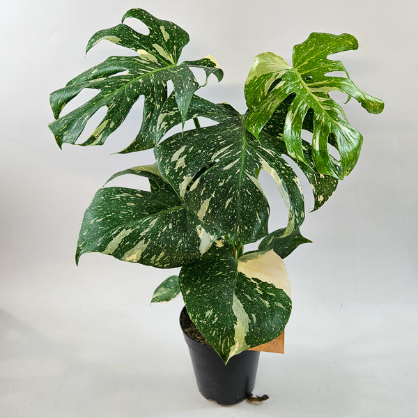 Monstera Thai constellation 15cm H50cm