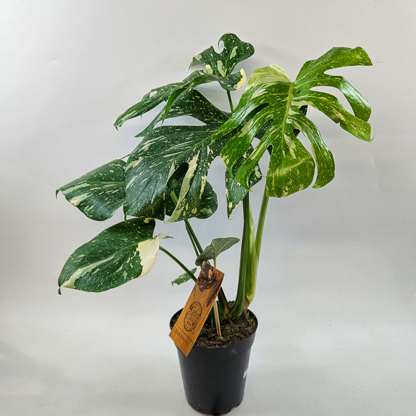 Monstera Thai constellation 15cm H50cm
