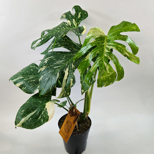 Monstera Thai constellation 15cm H50cm