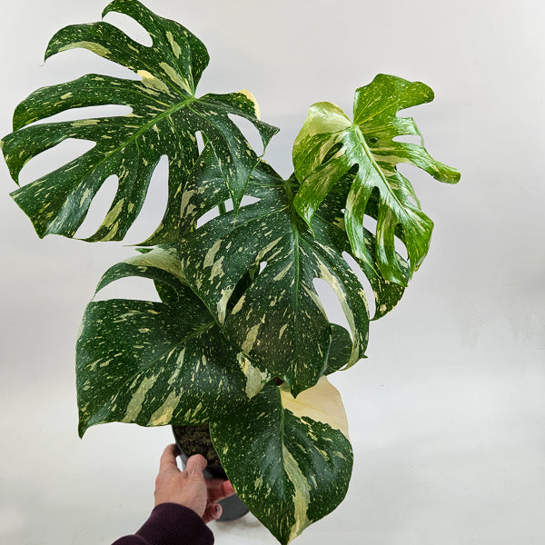 Monstera Thai constellation 15cm H50cm