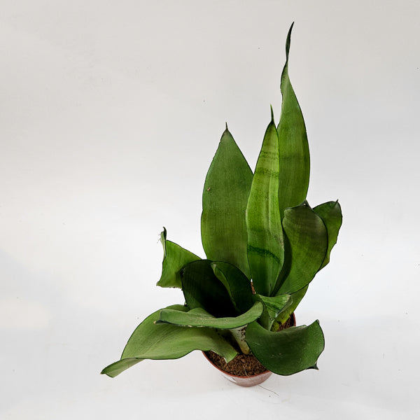 Sansevieria moonshine 12cm H35cm