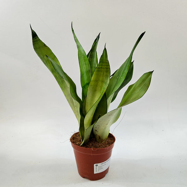 Sansevieria moonshine 12cm H35cm