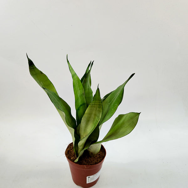 Sansevieria moonshine 12cm H35cm