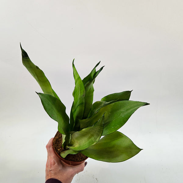 Sansevieria moonshine 12cm H35cm