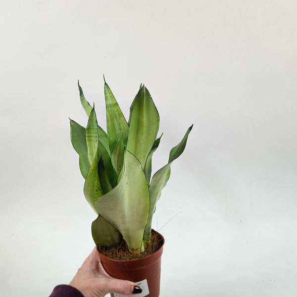 Sansevieria moonshine 12cm H35cm