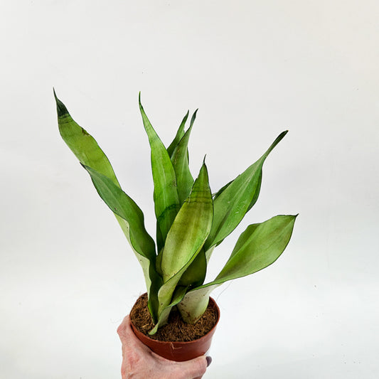 Sansevieria moonshine 12cm H35cm
