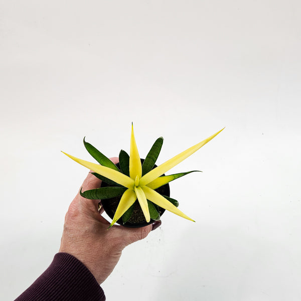 Sansevieria Comet Chrysanta Lemon 7.5cm H15cm
