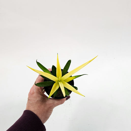 Sansevieria Comet Chrysanta Lemon 7.5cm H15cm