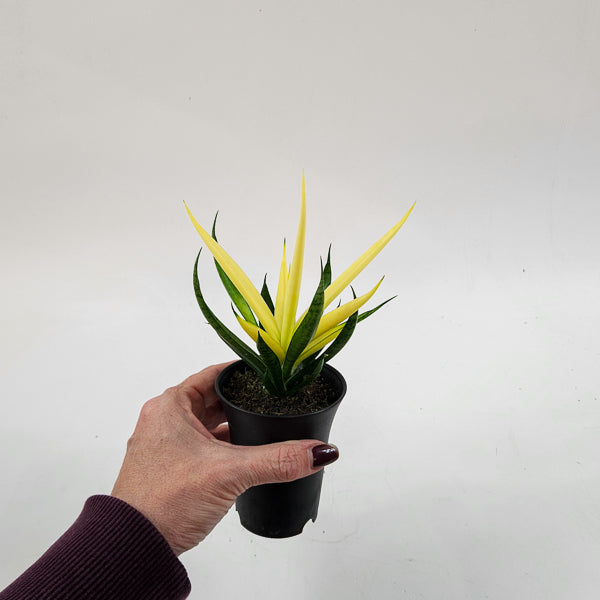 Sansevieria Comet Chrysanta Lemon 7.5cm H15cm