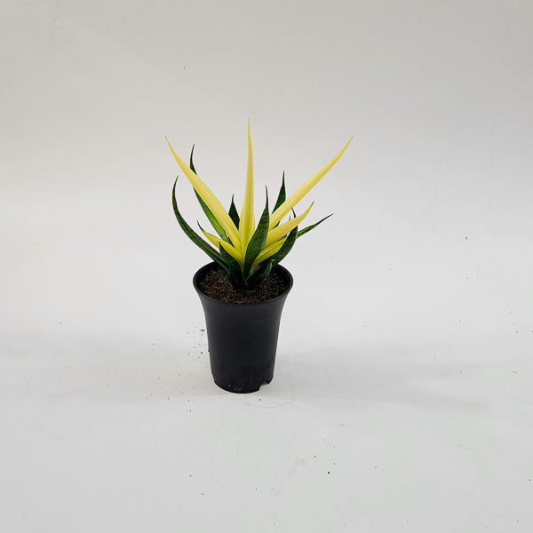 Sansevieria Comet Chrysanta Lemon 7.5cm H15cm