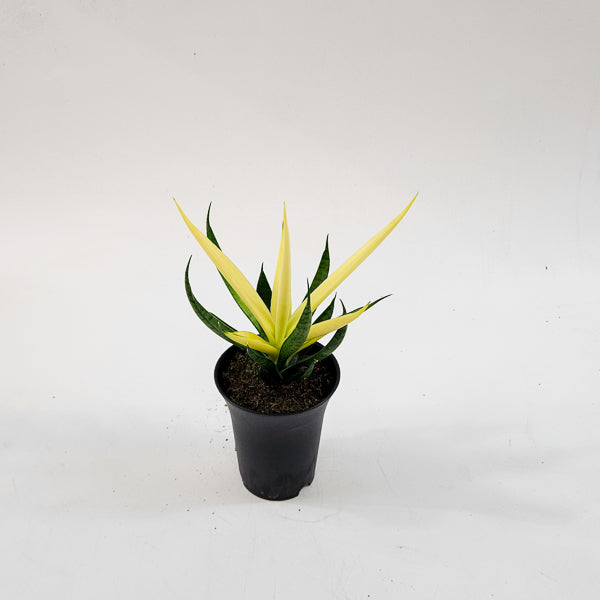 Sansevieria Comet Chrysanta Lemon 7.5cm H15cm