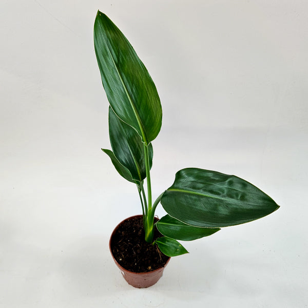 Strelitzia Reginae  12cm H45cm