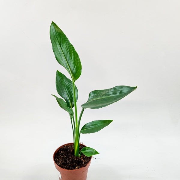 Strelitzia Reginae  12cm H45cm