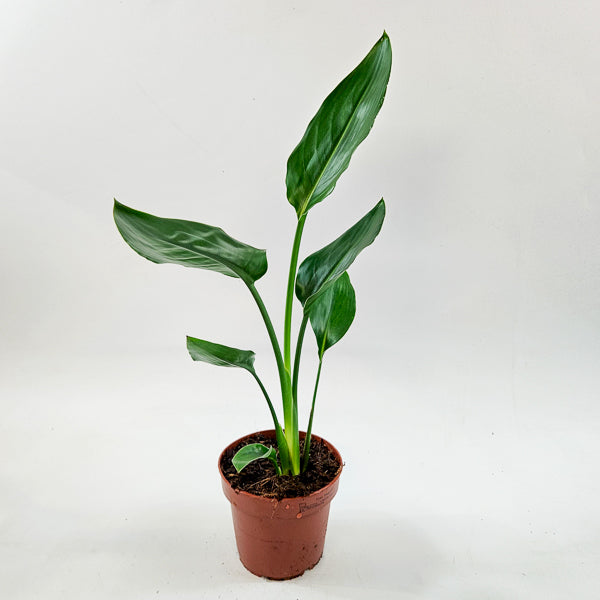 Strelitzia Reginae  12cm H45cm