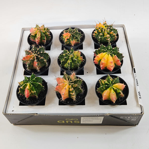 Gymnocalacium Cactus 'Variegated' EXTRA COLORED 7.5cm H13cm