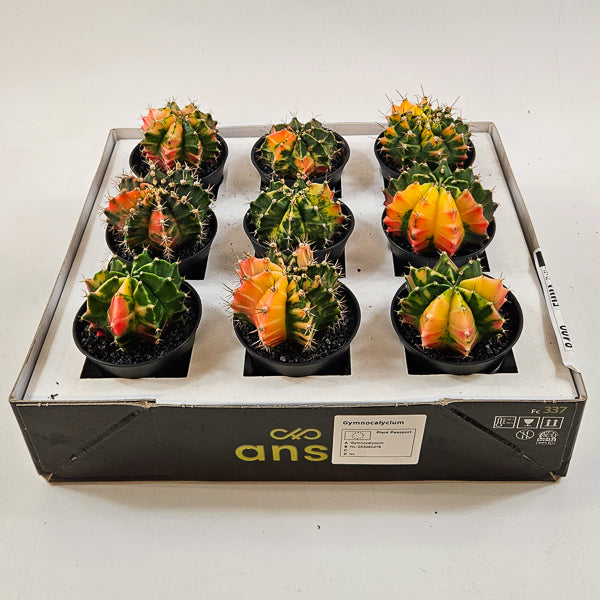 Gymnocalacium Cactus 'Variegated' EXTRA COLORED 7.5cm H13cm