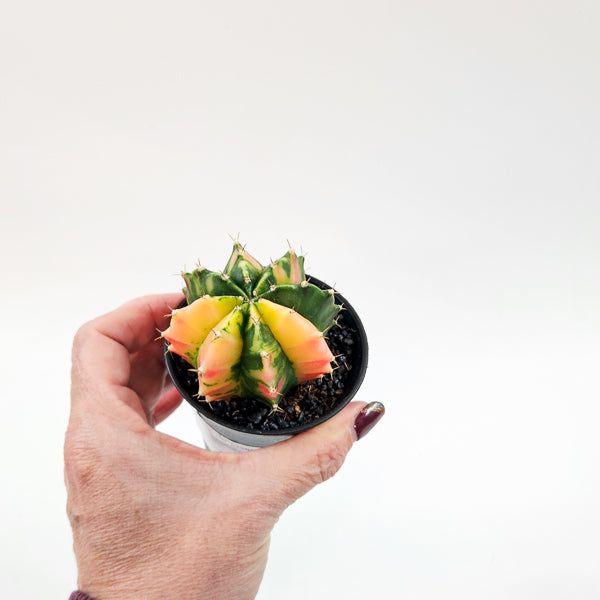 Gymnocalacium Cactus 'Variegated' EXTRA COLORED 7.5cm H13cm