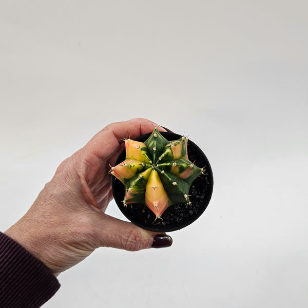 Gymnocalacium Cactus 'Variegated' EXTRA COLORED 7.5cm H13cm