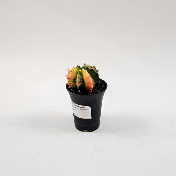 Gymnocalacium Cactus 'Variegated' EXTRA COLORED 7.5cm H13cm