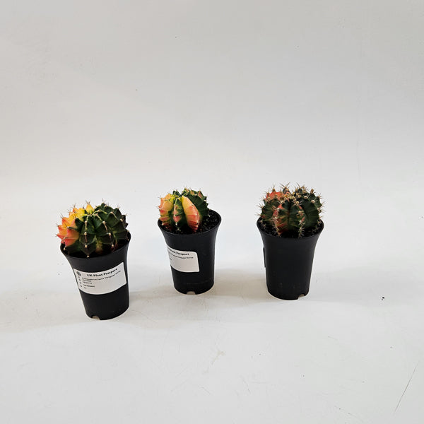 Gymnocalacium Cactus 'Variegated' EXTRA COLORED 7.5cm H13cm