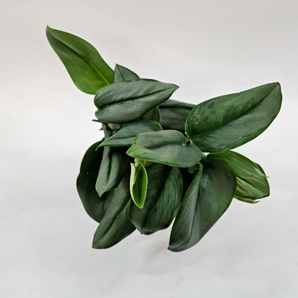 Scindapsus Treubii 'Moonlight' 14cm H20cm