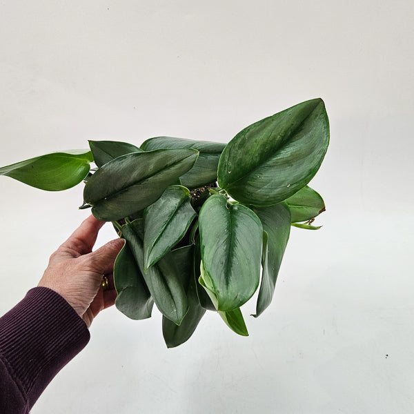 Scindapsus Treubii 'Moonlight' 14cm H20cm