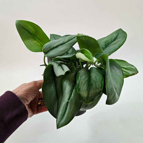 Scindapsus Treubii 'Moonlight' 14cm H20cm