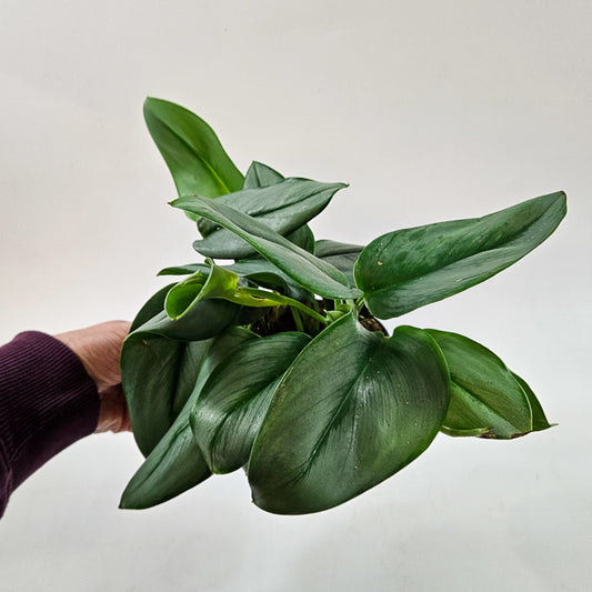 Scindapsus Treubii 'Moonlight' 14cm H20cm