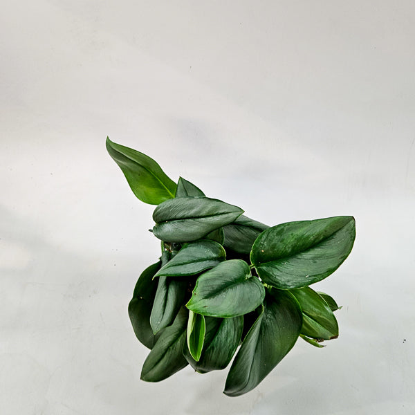 Scindapsus Treubii 'Moonlight' 14cm H20cm