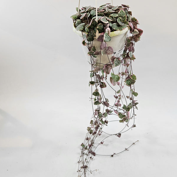Ceropegia Woodii Variegata 14cm H70cm