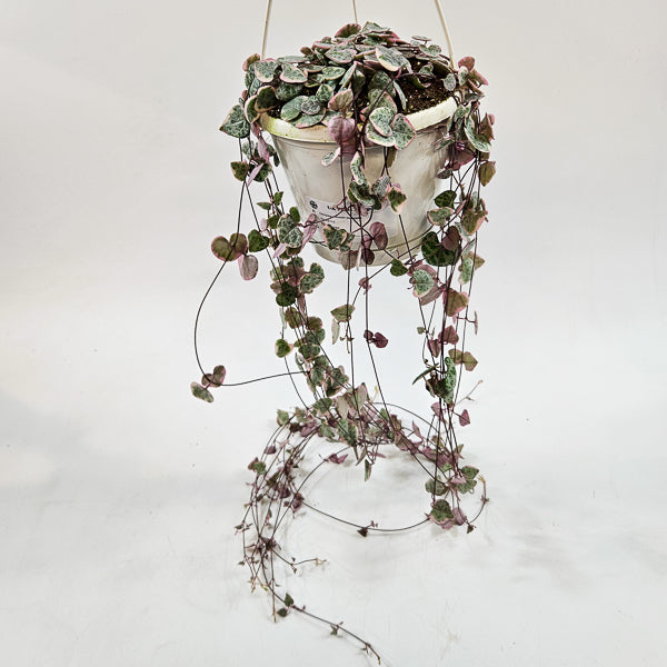 Ceropegia Woodii Variegata 14cm H70cm