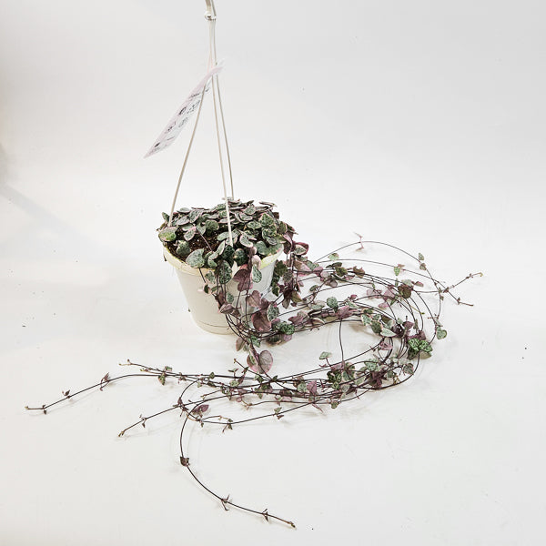 Ceropegia Woodii Variegata 14cm H70cm