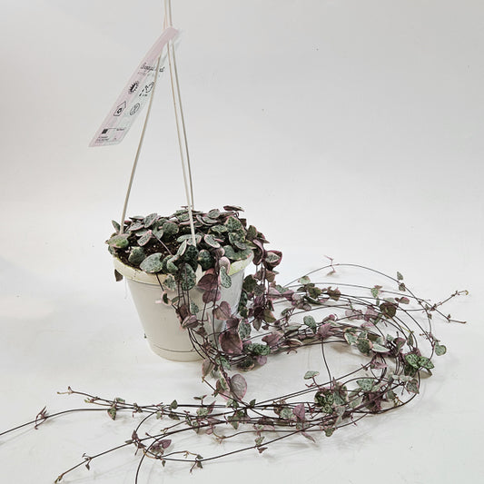 Ceropegia Woodii Variegata 14cm H70cm