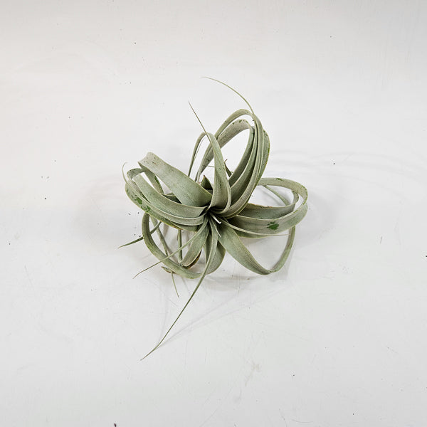 Tillandsia Xerograph 12.5cm H12cm