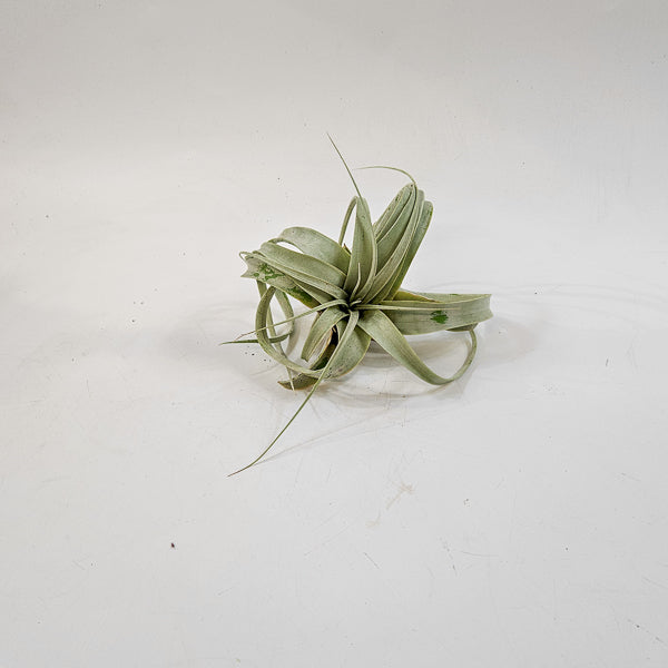 Tillandsia Xerograph 12.5cm H12cm
