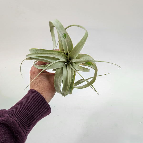 Tillandsia Xerograph 12.5cm H12cm