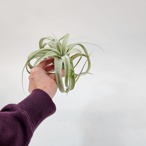 Tillandsia Xerograph 12.5cm H12cm