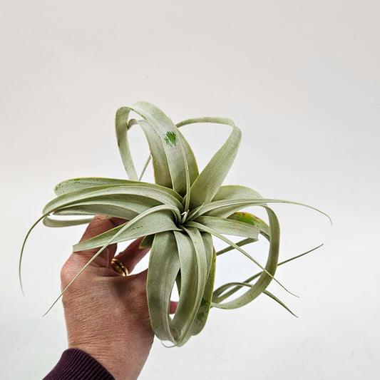 Tillandsia Xerograph 12.5cm H12cm