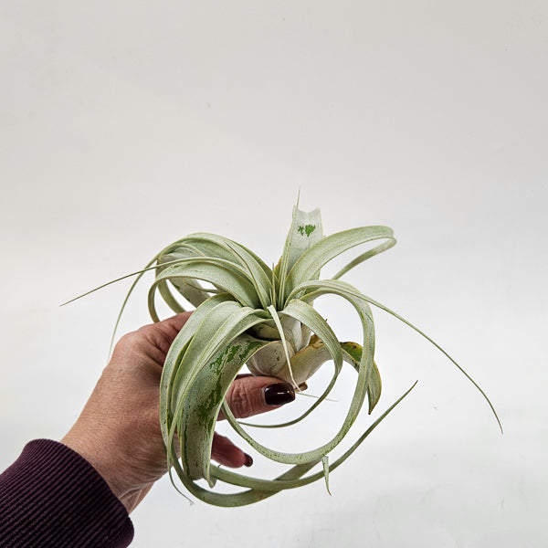 Tillandsia Xerograph 12.5cm H12cm