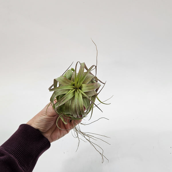 Tillandsia 'Eric Knobloch' 12cm H8cm