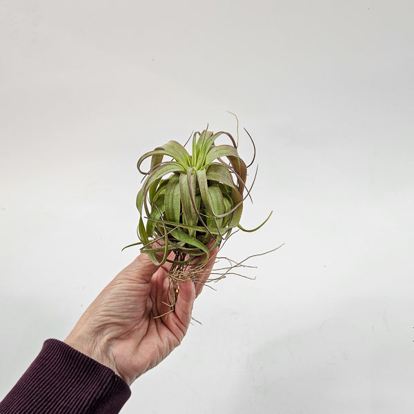 Tillandsia 'Eric Knobloch' 12cm H8cm