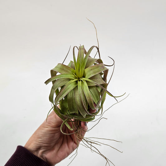 Tillandsia 'Eric Knobloch' 12cm H8cm