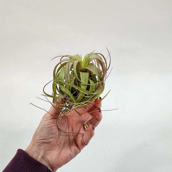Tillandsia 'Eric Knobloch' 12cm H8cm