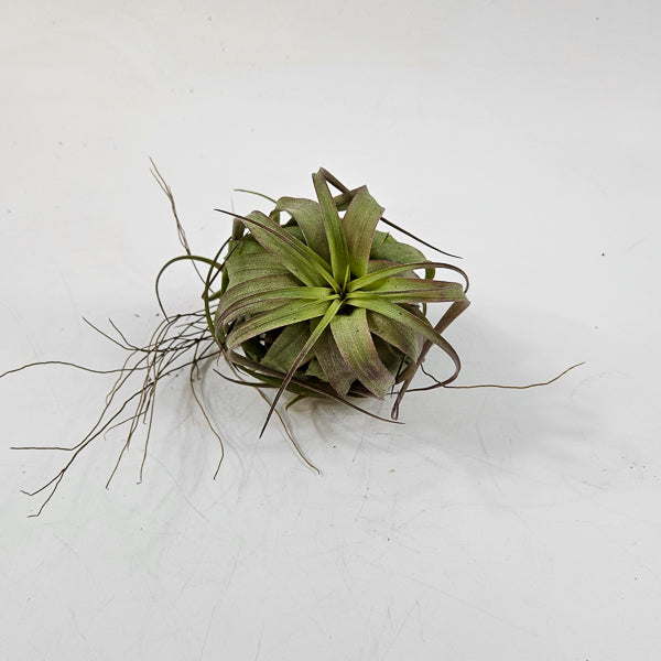 Tillandsia 'Eric Knobloch' 12cm H8cm