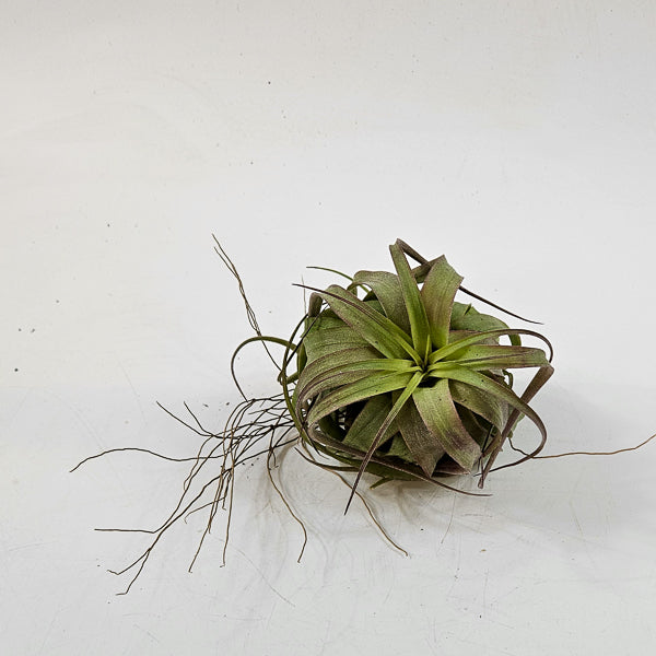 Tillandsia 'Eric Knobloch' 12cm H8cm