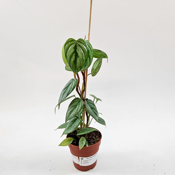 Philodendron Sodiroi 9cm H15cm