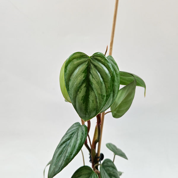 Philodendron Sodiroi 9cm H15cm