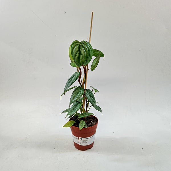 Philodendron Sodiroi 9cm H15cm