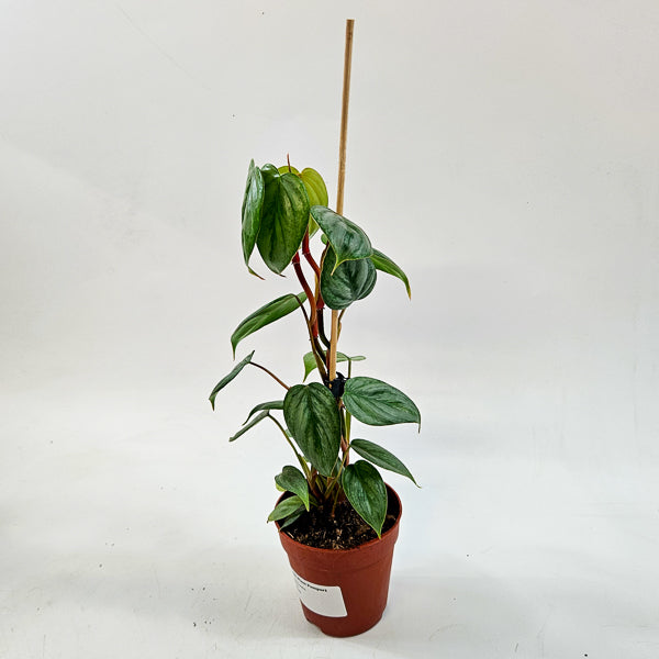 Philodendron Sodiroi 9cm H15cm