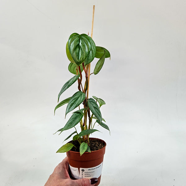 Philodendron Sodiroi 9cm H15cm